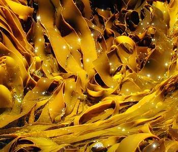 The Benefits of Seaweed for Thyroid